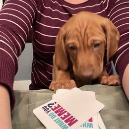 Vizsla Puppies from Highland Vizslas