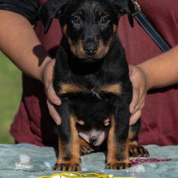 Impact - Black and rust male Beauceron puppy in Medina, Ohio from Beaucerons Des Vents