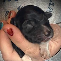 Batman - Black and white male Border Collie puppy in North Lakeport, California from Wild Rose Ranch
