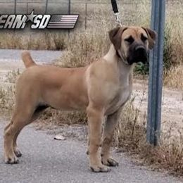 Boerboel Puppies from Team SD Boerboels