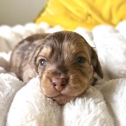 Hamilton - Dapple male Dachshund puppy in Austin, Texas from Duchess Daphne's Doxie Empire