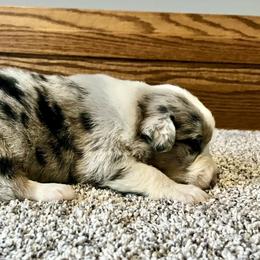 Blue - Blue merle female Australian Shepherd puppy in Loda, Illinois from Pilcher Farms