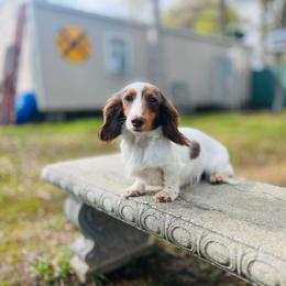 Rosie - Dachshund