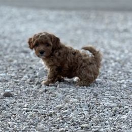Kiara - Red  female Goldendoodle puppy in Tucson, Arizona from JER Doodles