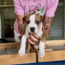 Sorcha - Red female American Staffordshire Terrier puppy in Marietta, Georgia from Ambition Amstaffs