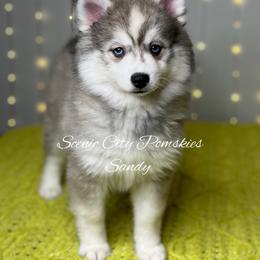Sandy - Silver and white female Pomsky puppy in Rossville, Georgia from Scenic City Pomskies