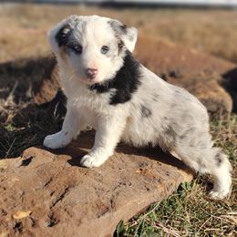 Border Collie Puppies from Bond Border Collies