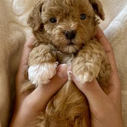 Maltipoo Puppies from Little Loves Maltipoos