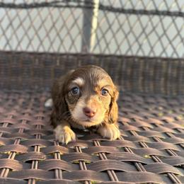 Porsche - Chocolate and cream female Dachshund puppy in Stilwell, Oklahoma from Mountain Top Dachshunds