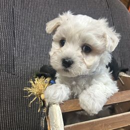 Maltese puppies from Mia Lucky Maltese