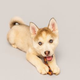 Scooter - Tri-color male Pomsky puppy in Burton, Michigan from Snow Shark Pomskys