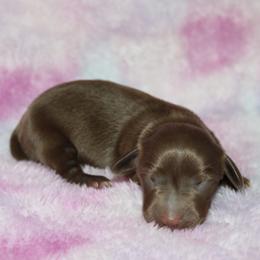 Forest - Chocolate and tan female Dachshund puppy in Paris, Texas from Kuttin’ Up Mini Aussies