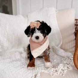 Ever - Merle female Bernedoodle puppy in Cold Spring, Minnesota from A.N.A. Doodles