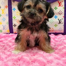 Lulu - Black & tan tri-color female Morkie puppy in Cooper City, Florida from Jenny La Bone