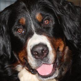 Abby - Bernese Mountain Dog