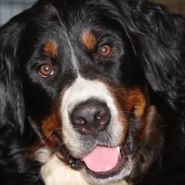 Abby - Bernese Mountain Dog
