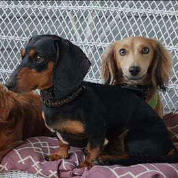 Winnie - Dachshund