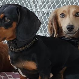 Winnie - Dachshund