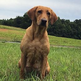 Labrador Retrievers from Southern Comfort Gun Dogs