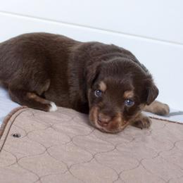 Ginger - Red tri female Miniature Australian Shepherd puppy in Fort Smith, Arkansas from Rye Hill Aussies