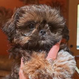 Guppy - Red and white male Shih Tzu puppy in Nekoosa, Wisconsin from Brox Acres House of Fur LLC