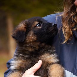 Girl 1 - German Shepherd puppy from Euro Deja