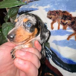 AKC Oreo - Dapple male Dachshund puppy in Knoxville, Tennessee from Thea's Puppies