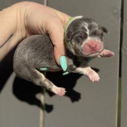 Harbor (green) - Blue male Pembroke Welsh Corgi puppy in East Oakdale, California from Rhettro Kennels