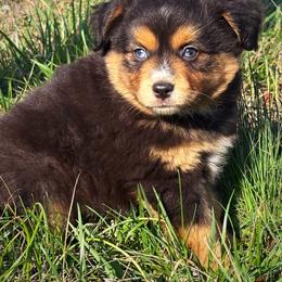 Alex - Red tri male Toy Australian Shepherd puppy in Smithville, Arkansas from Cooper Creek Aussies