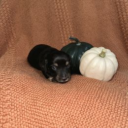Boo - Black and cream Dachshund puppy in Woodville, Wisconsin from Dairyland Dachshunds