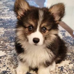 American Corgis and Pembroke Welsh Corgis from Linda Berkes