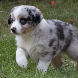 Miniature Australian Shepherd Puppies from Sand Dollar Aussies