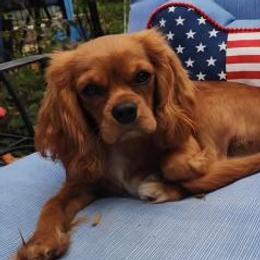 Stevie - Cavalier King Charles Spaniel