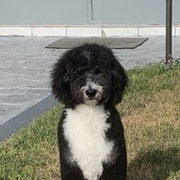 Bernedoodle, Cavapoo, and Goldendoodle All Grown Up from Huckadoodle Farm