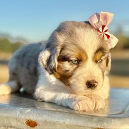 Light pink collar - Blue merle female Miniature Australian Shepherd puppy in 32046, Florida from River Hill Ranch