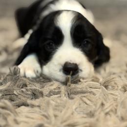 South - Black and white female English Springer Spaniel puppy in Fort White, Florida from Thunderbird Springers