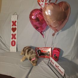 Girl 4 - Australian Shepherd puppy in Cochise County, Arizona from 2Morrows Aussies