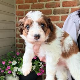 Everest - Sable female Bernedoodle puppy in Denver, Pennsylvania from Greenview Puppies