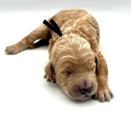 Griffin - Cream male Goldendoodle puppy in Mount Pleasant, Tennessee from Doodle My Heart