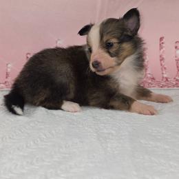 Shamrock - Sable and white female Shetland Sheepdog puppy in Citra, Florida from Southpaw Herders LLC