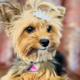 Chloe - Yorkshire Terrier