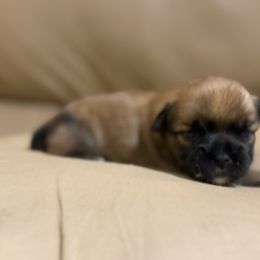 2 - Red male Shorkie puppy in Delta, Colorado from SATA Kennels