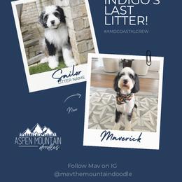 Assorted Doodle Crosses, Aussiedoodle, Australian Mountain Doodle, and Miniature Australian Shepherd Puppies from Aspen Mountain Doodles LLC
