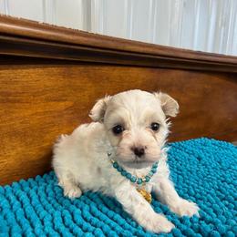 Cruz-3.5 pound toy - Parti male Maltipoo puppy in Lawrenceburg, Tennessee from LUV Poodles and Maltipoos