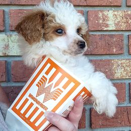 Red Parti Boy - Parti male Poodle puppy in Cypress Inn, Tennessee from Nine Pines Poodles
