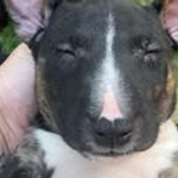 French Bulldogs and Miniature Bull Terriers from Dogs of Dyhar