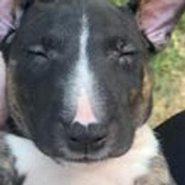 French Bulldogs and Miniature Bull Terriers from Dogs of Dyhar