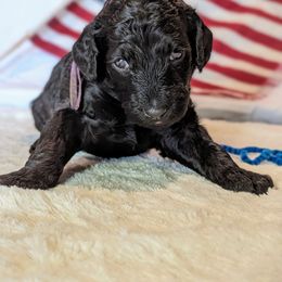 Poodle Puppies from Future Pioneers Farming