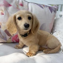 Dachshund Puppies from Swedoxies