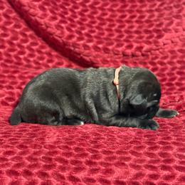 Brown Collar M - Black male Cane Corso puppy in Paris, Texas from Knucklehead Cane Corso